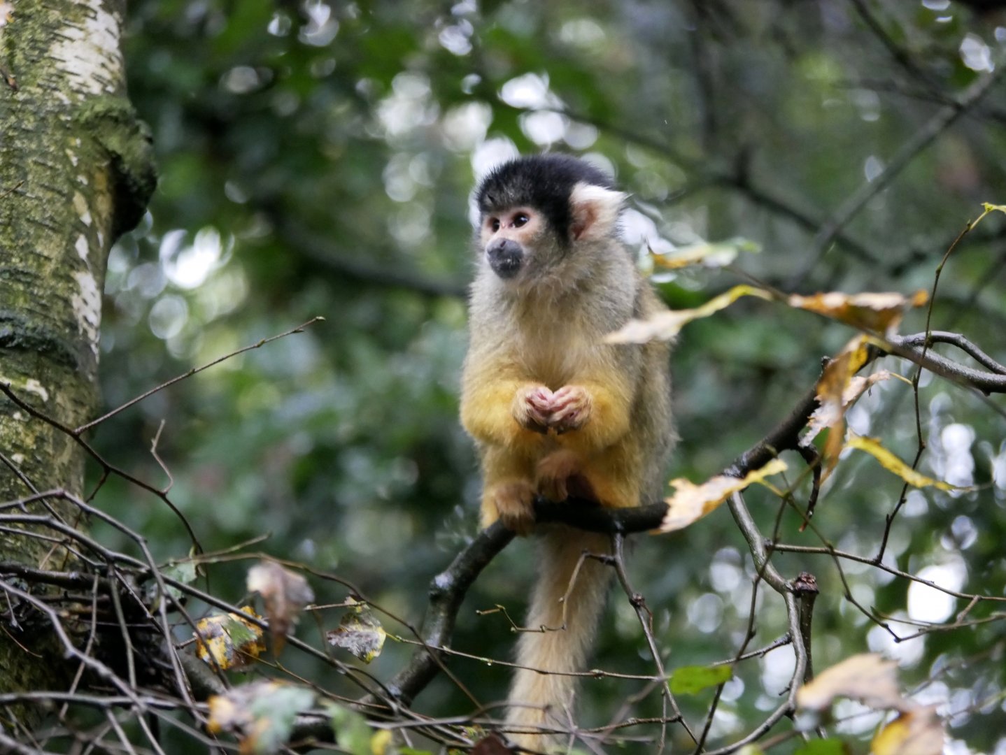 Black-capped squirrel monkey (Saimiri boliviensis)