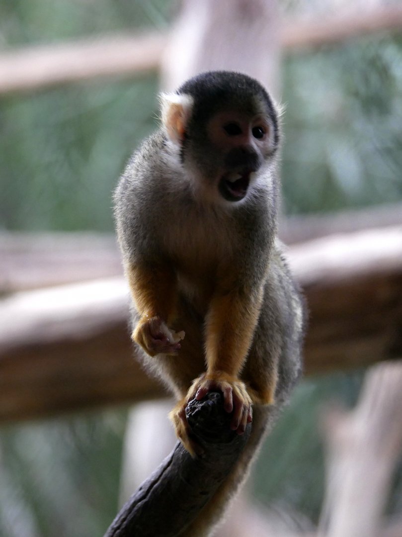 Black-capped squirrel monkey (Saimiri boliviensis)