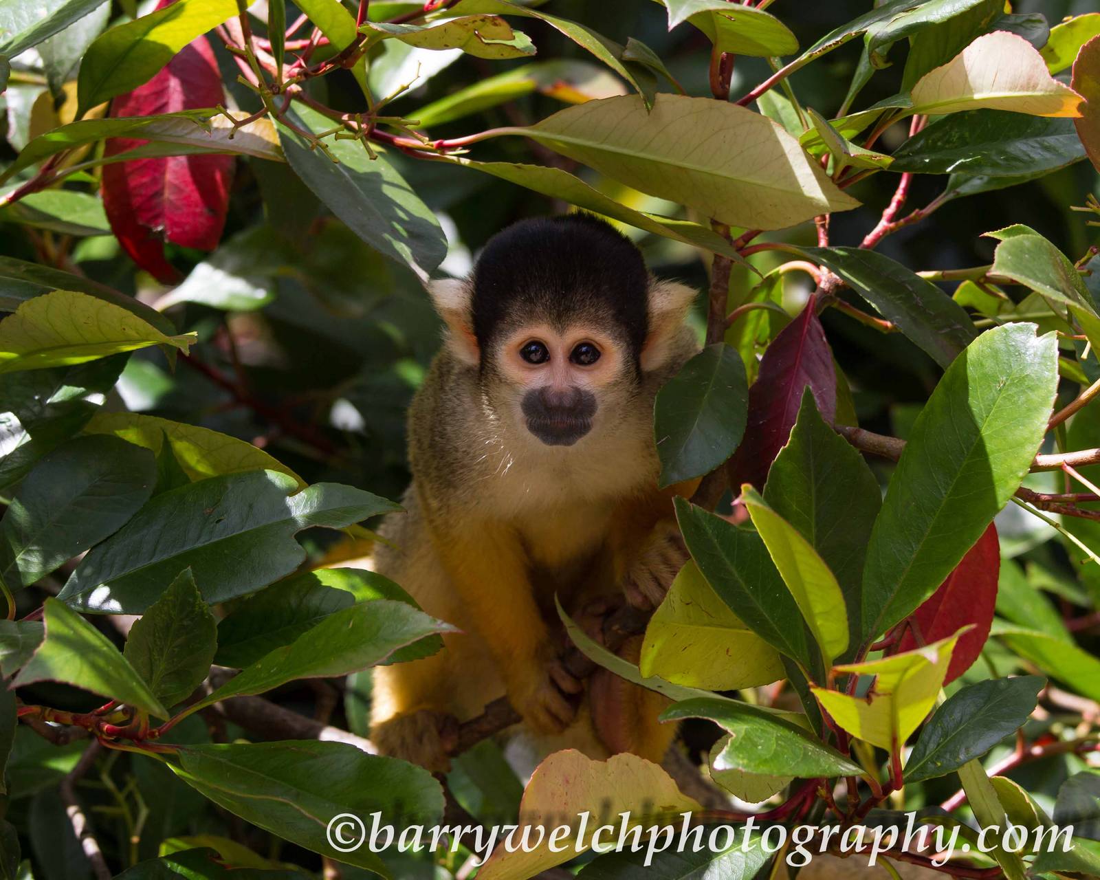Black-capped squirrel monkey