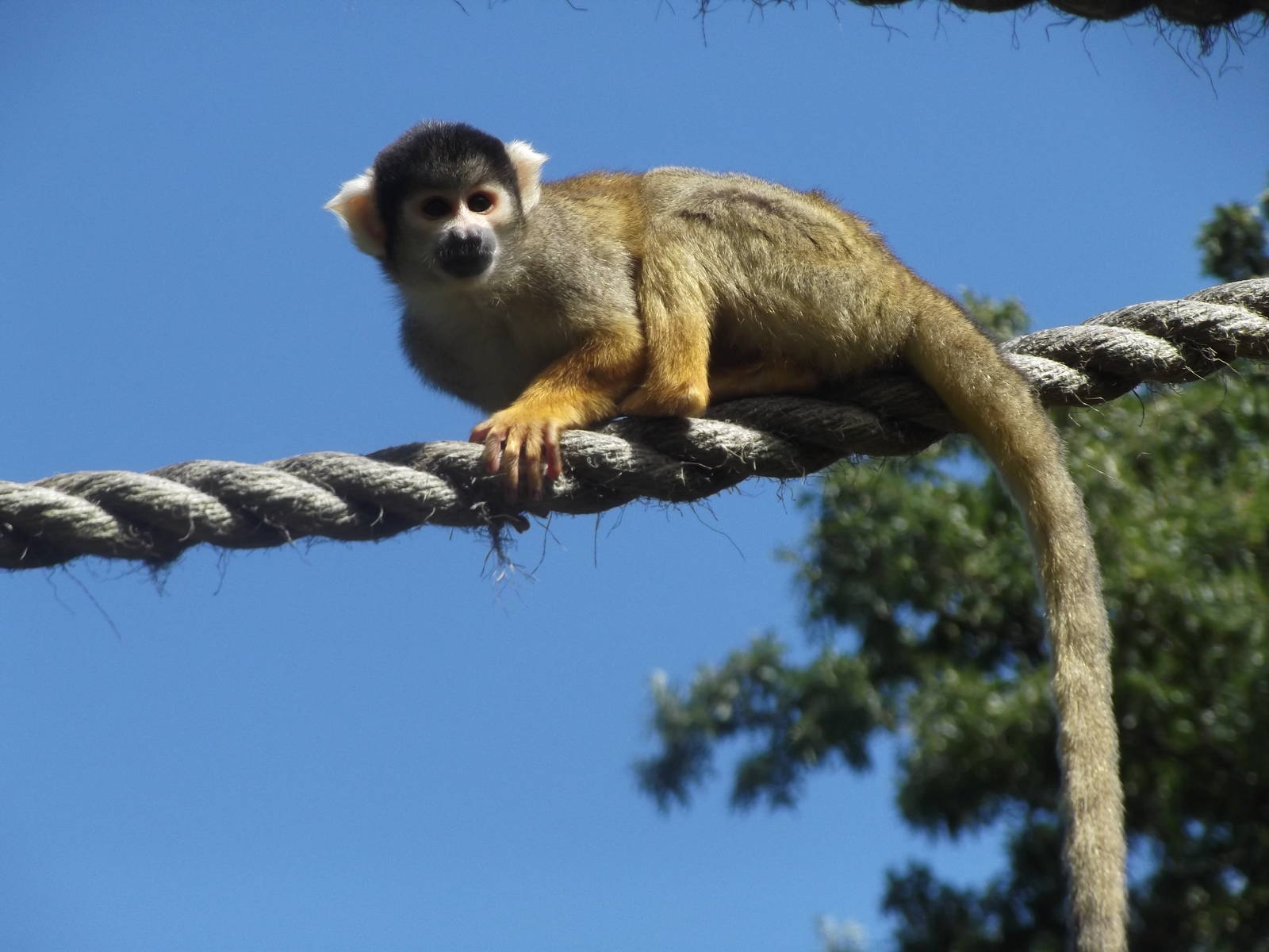 Black-Capped Squirrel Monkey