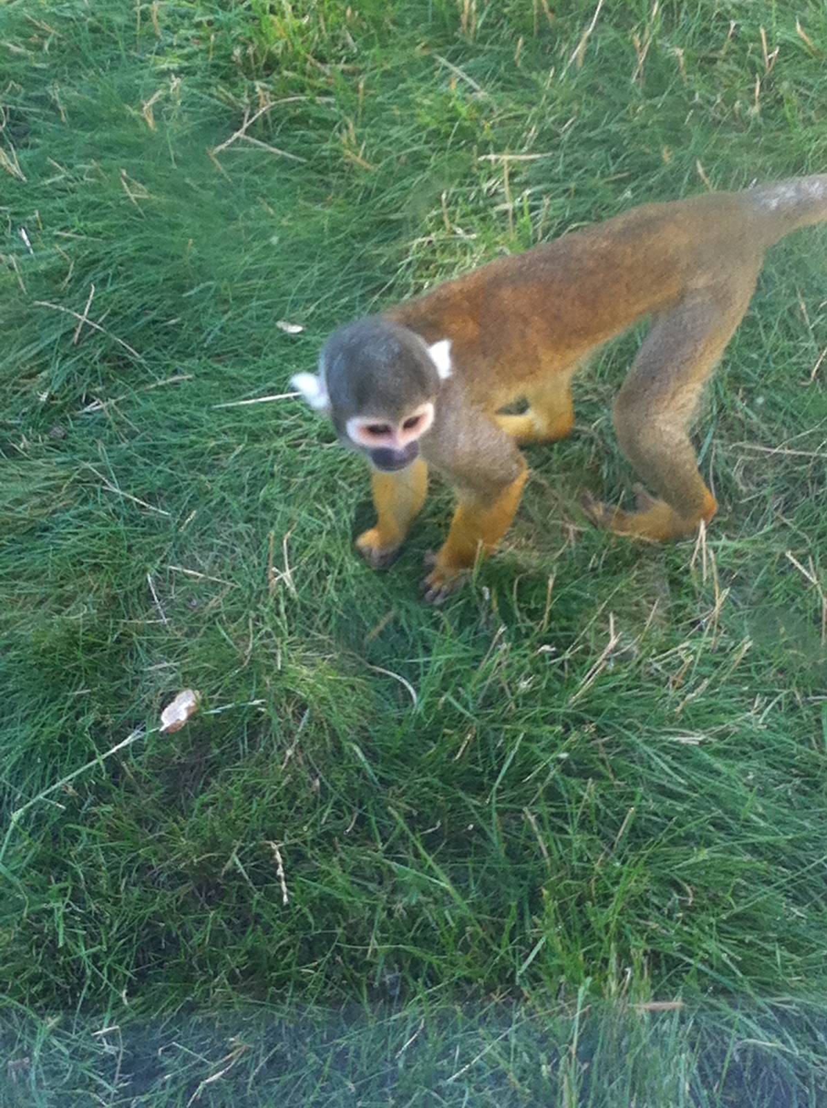 Black-capped squirrel monkey