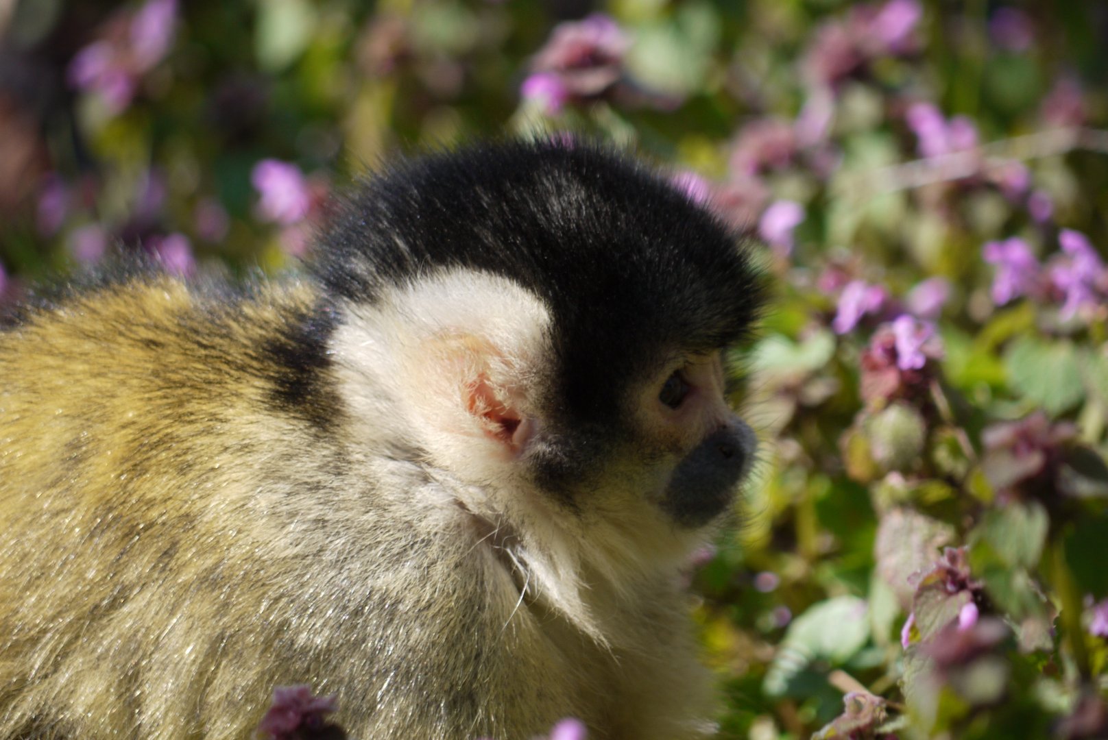 Black-Capped Squirrel Monkey