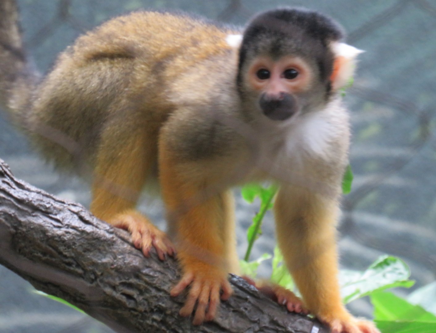 Black-capped squirrel monkey