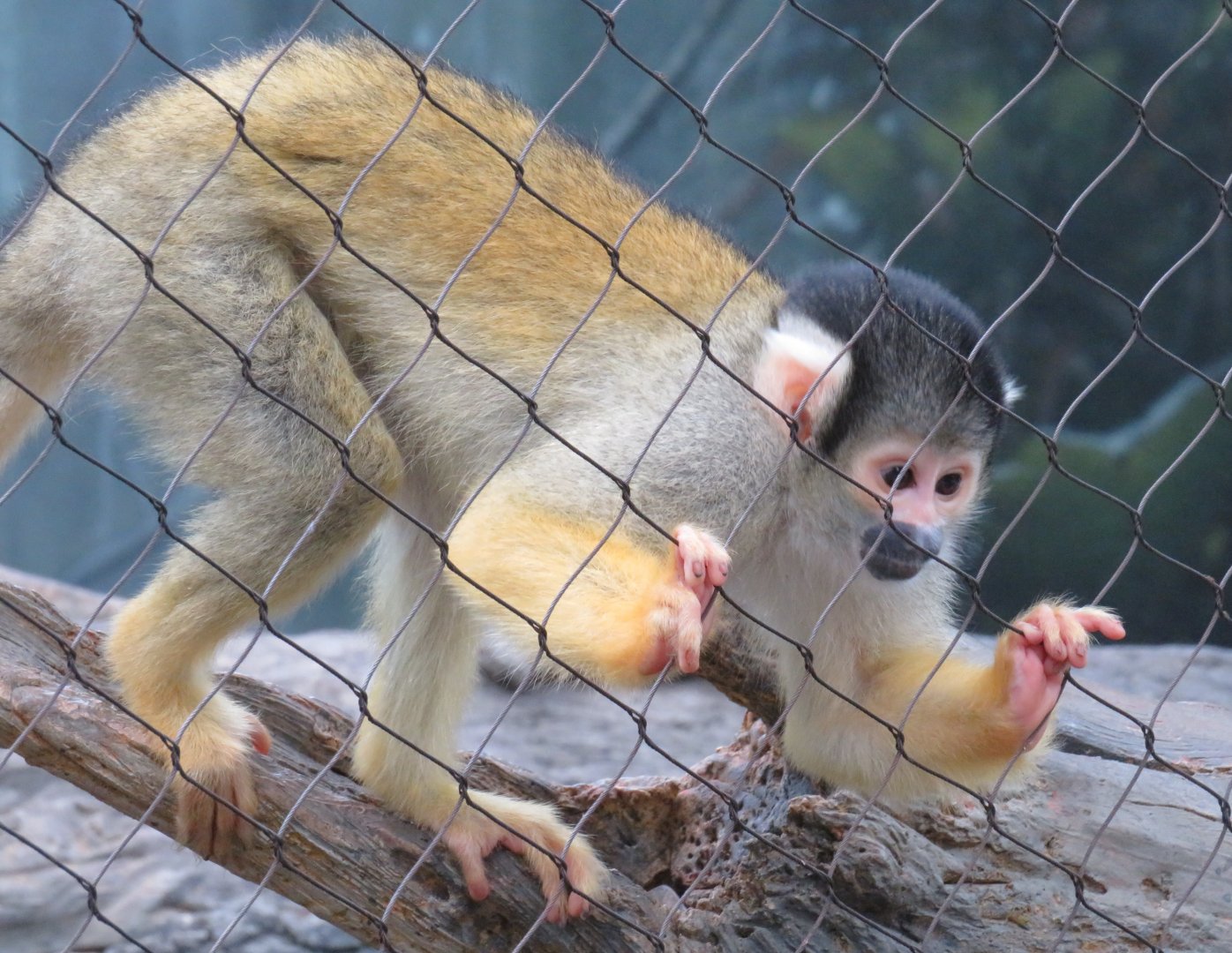 Black-capped squirrel monkey