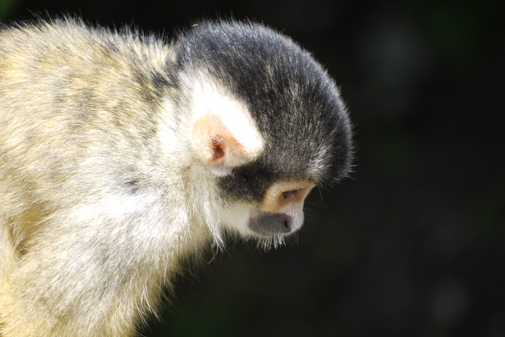 Black-Capped Squirrel Monkey