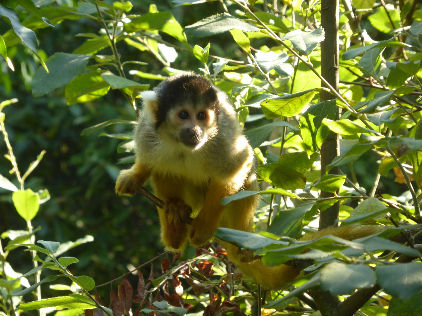 Black-Capped Squirrel Monkey