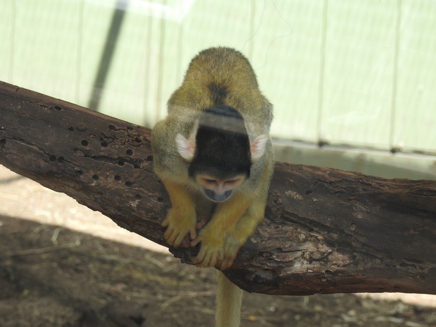 Black-Capped Squirrel-Monkey