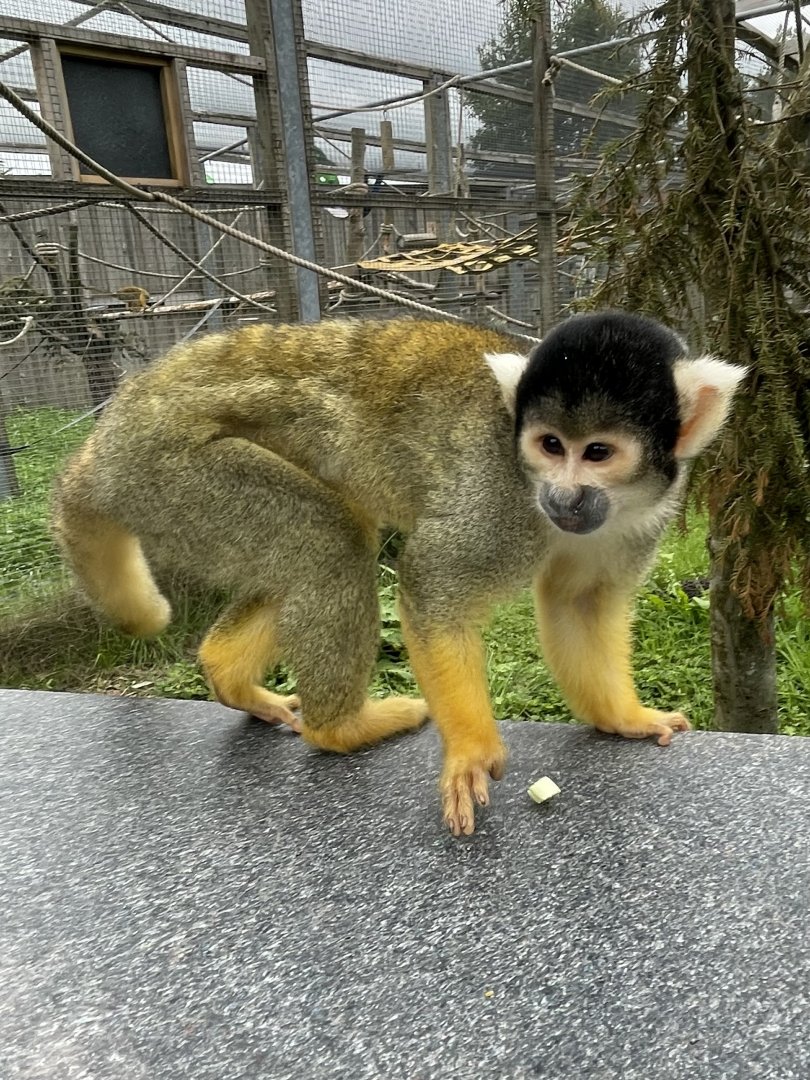 Black-Capped Squirrel Monkey