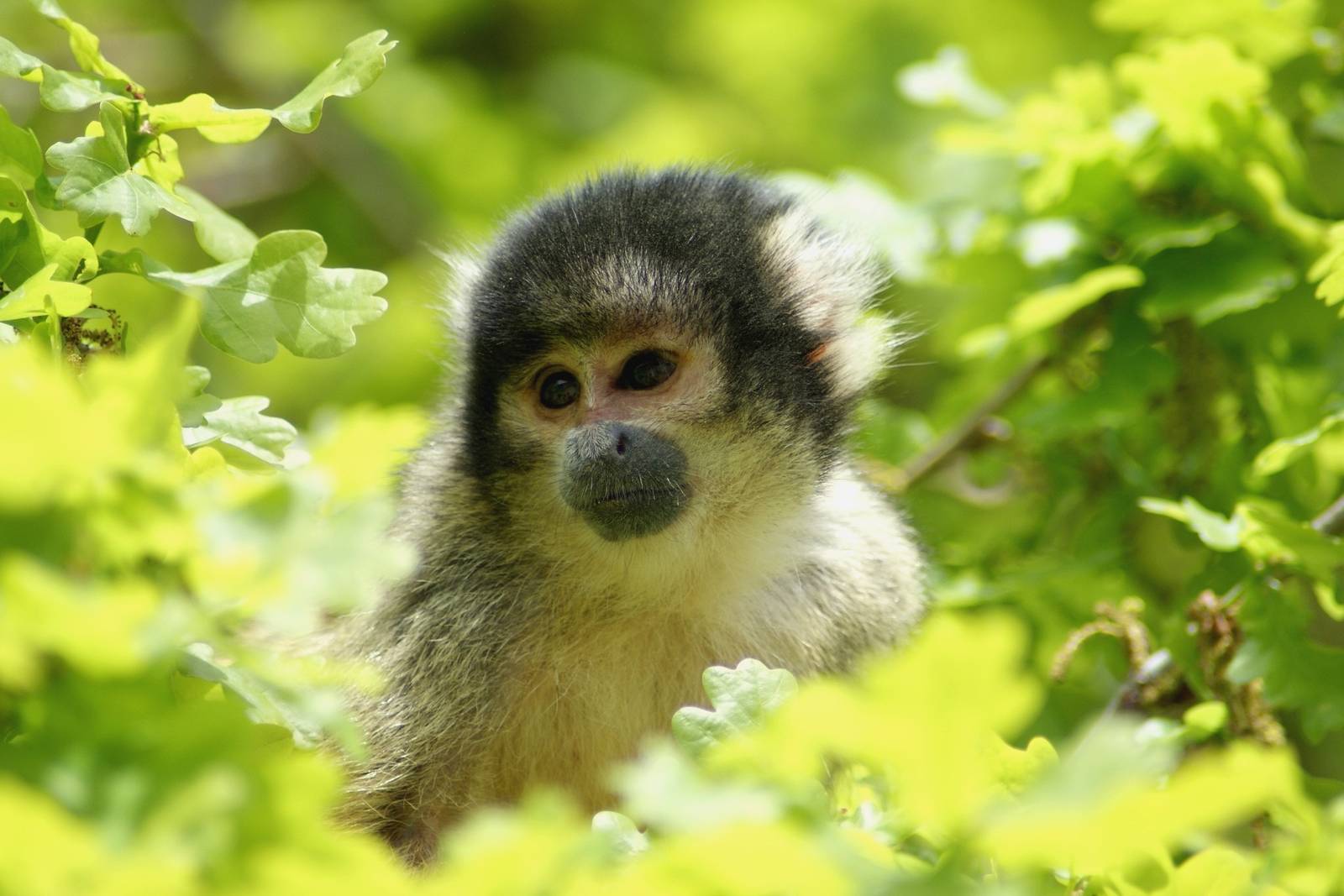 Black-capped Squirrel Monkey