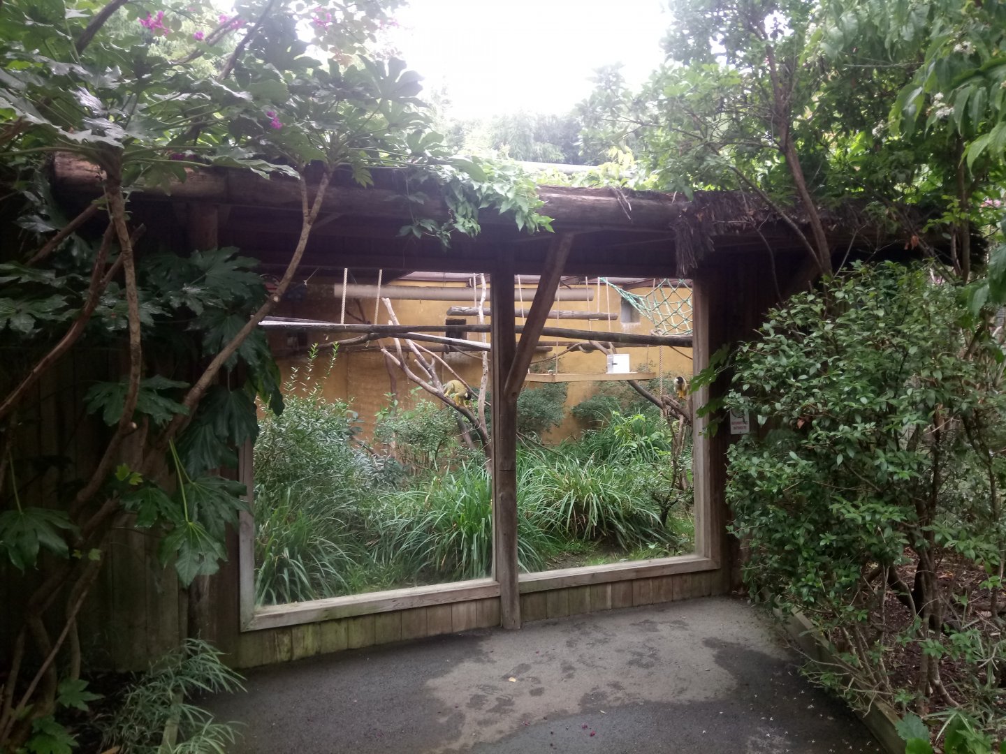 Black-capped Squirrel Monkeys Exhibit