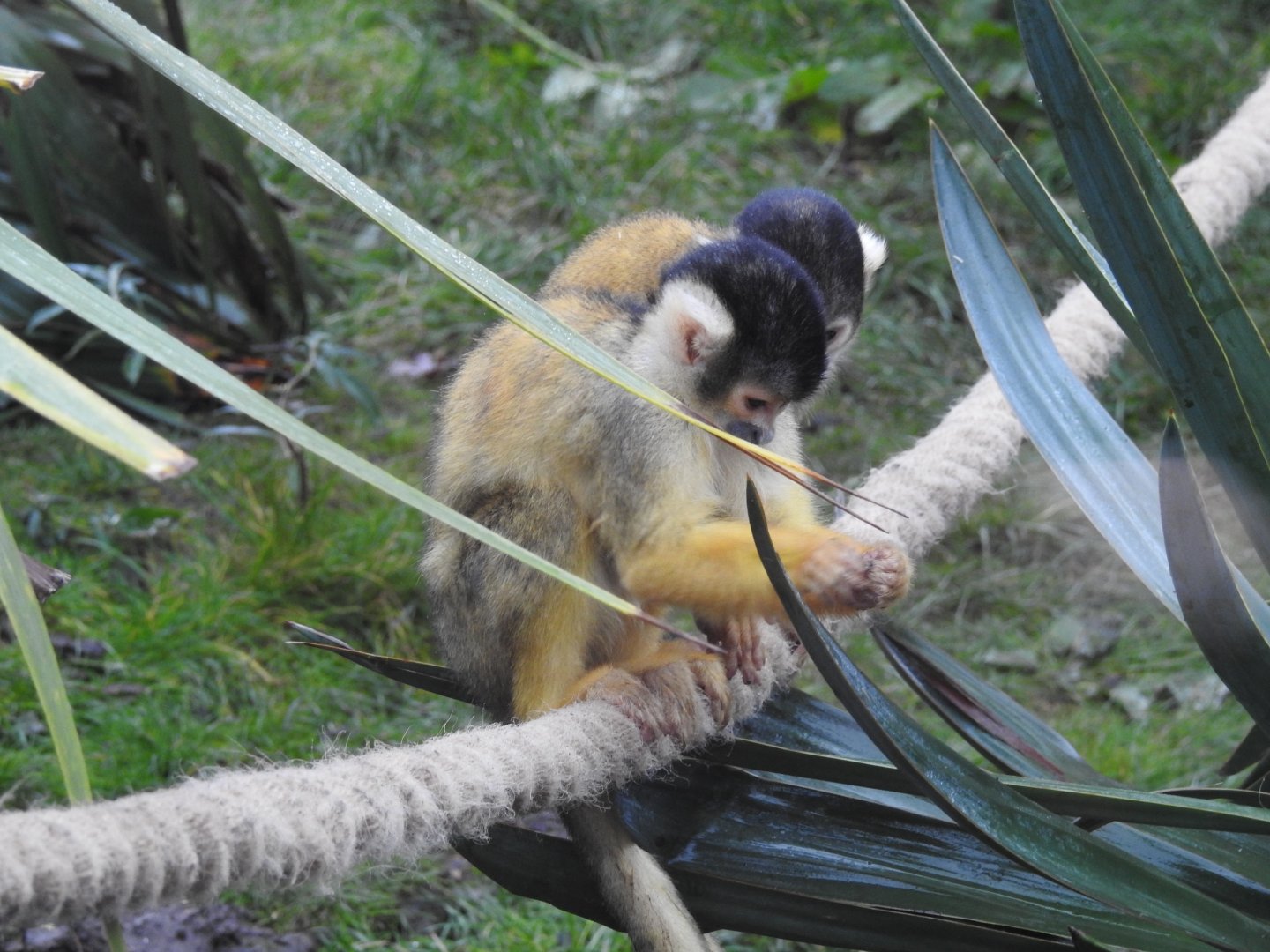 Black-Capped Squirrel Monkeys (Saimiri boliviensis)