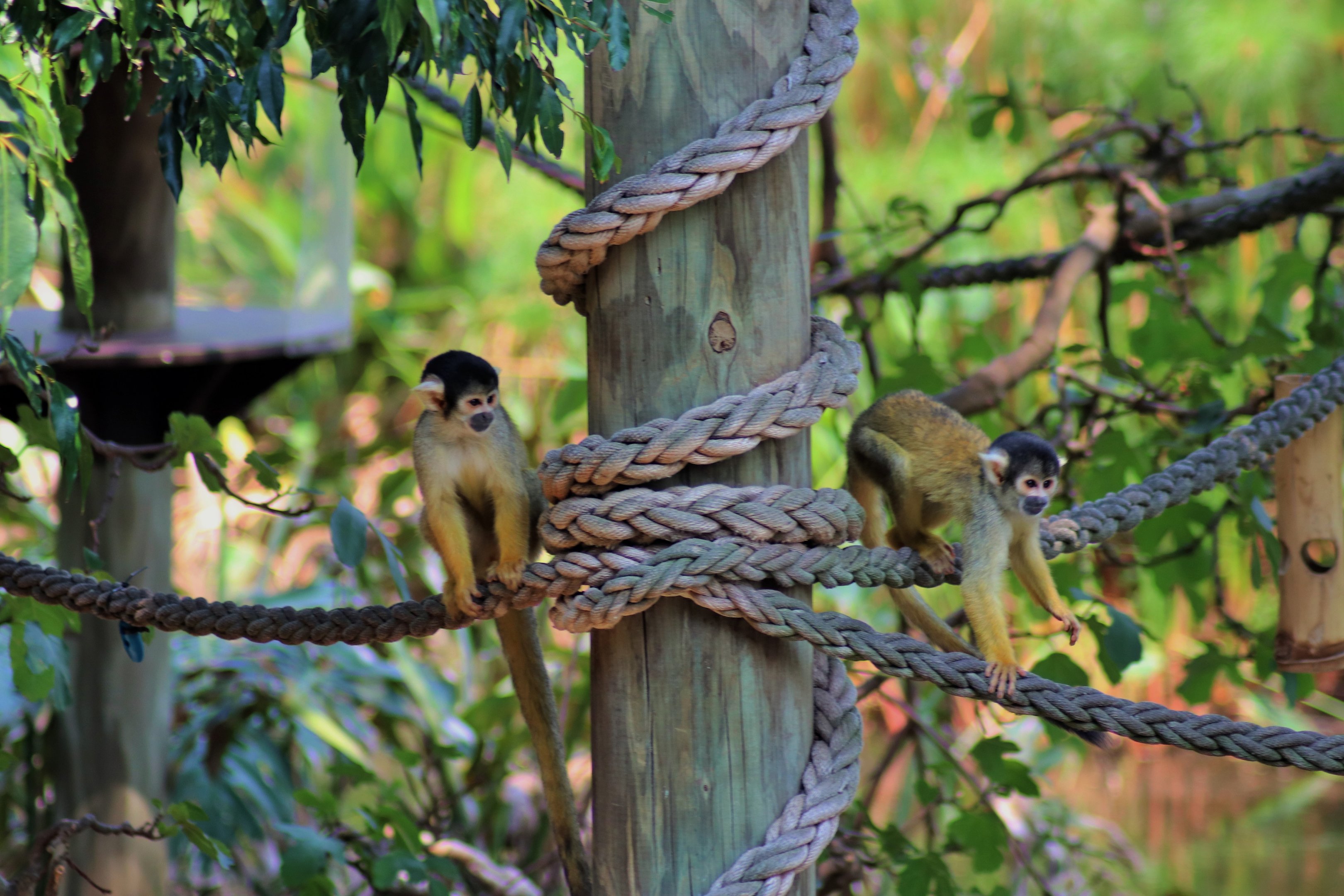Black-capped Squirrel Monkeys (Saimiri boliviensis)