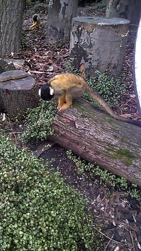 Black-capped Squirrel (Saimiri boliviensis) in walk-through exhibit