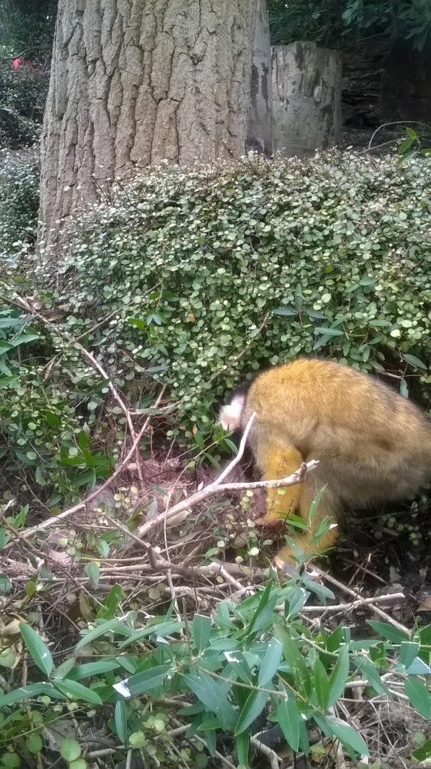 Black-capped Squirrel (Saimiri boliviensis) in walk-through exhibit