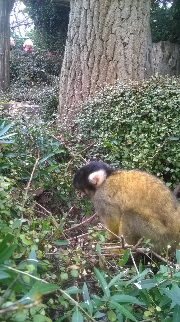 Black-capped Squirrel (Saimiri boliviensis) in walk-through exhibit