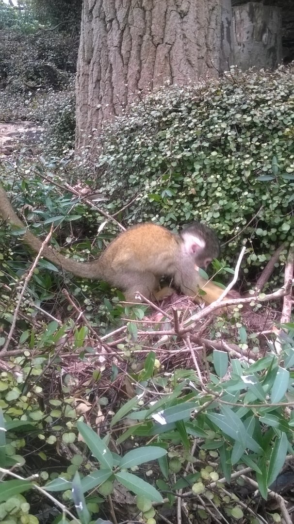 Black-capped Squirrel (Saimiri boliviensis) in walk-through exhibit