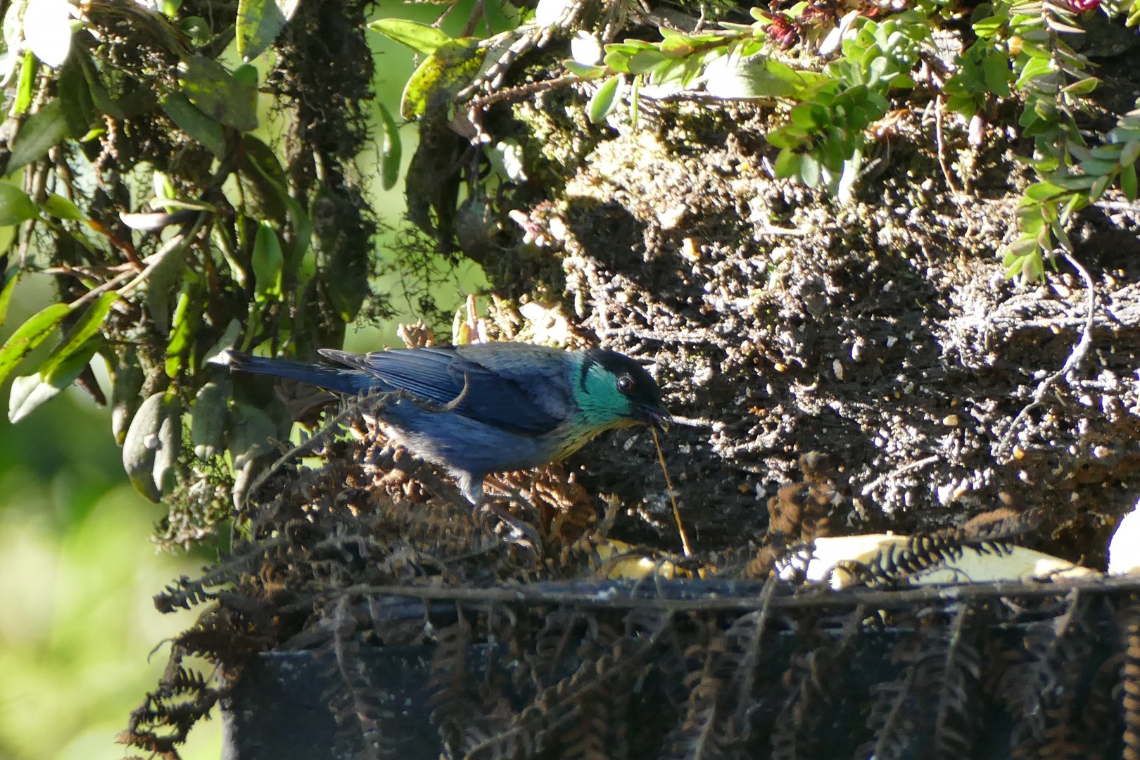 Black-capped Tanager