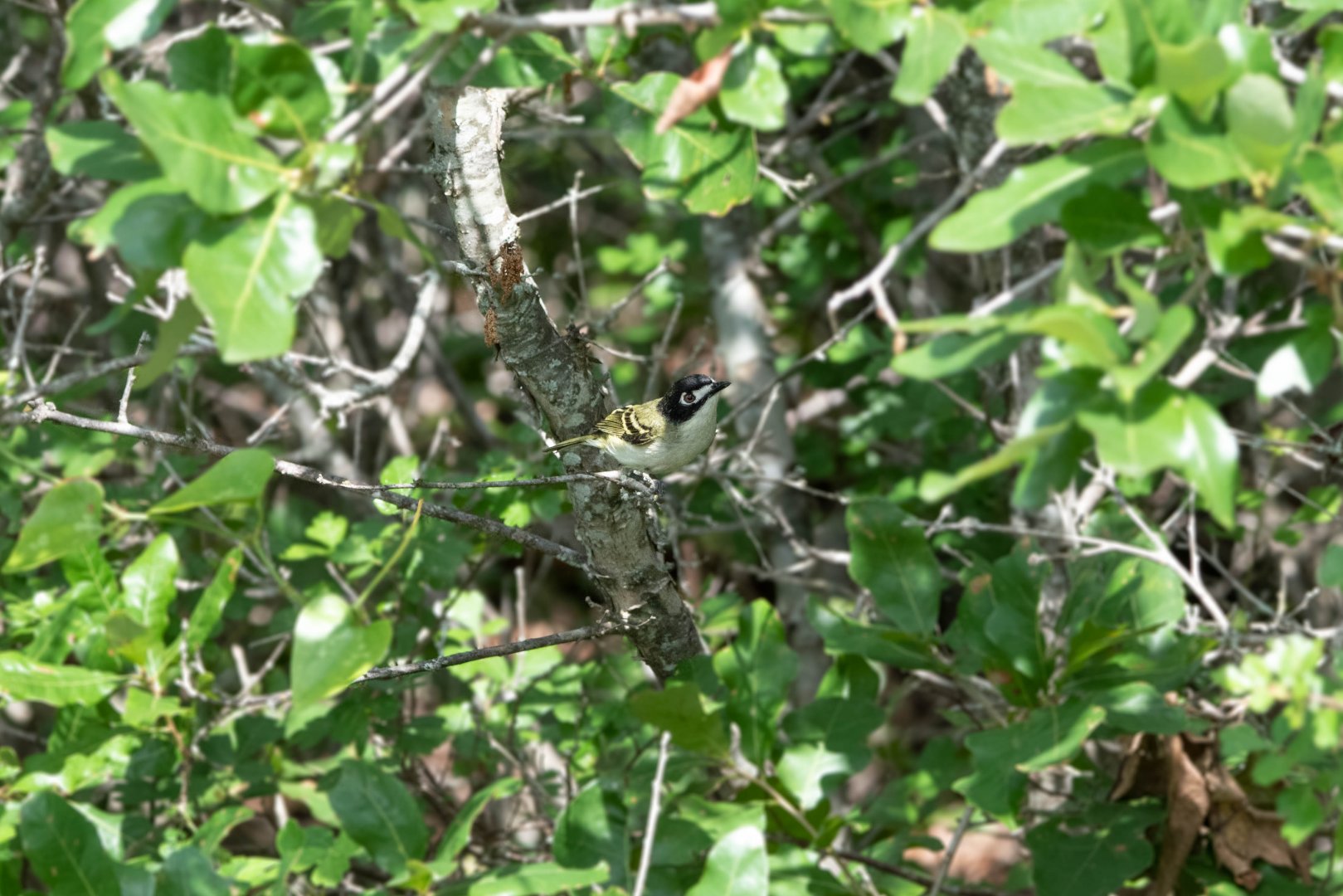 Black-capped Vireo- (Vireo atricapilla)