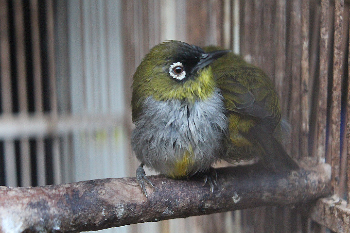 Black-capped white-eye (Zosterops atricapilla atricapilla)