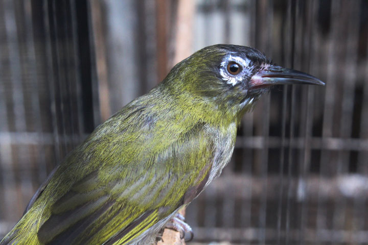 Black-capped white-eye (Zosterops atricapilla viridicatus)