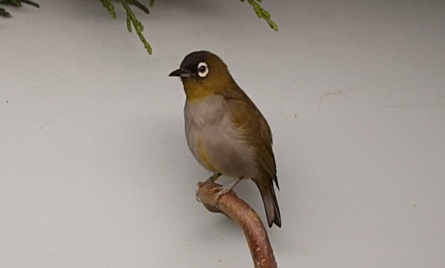 Black-capped white-eye