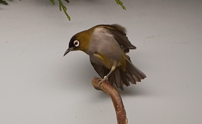 Black-capped white-eye