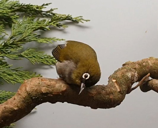 Black-capped white-eye