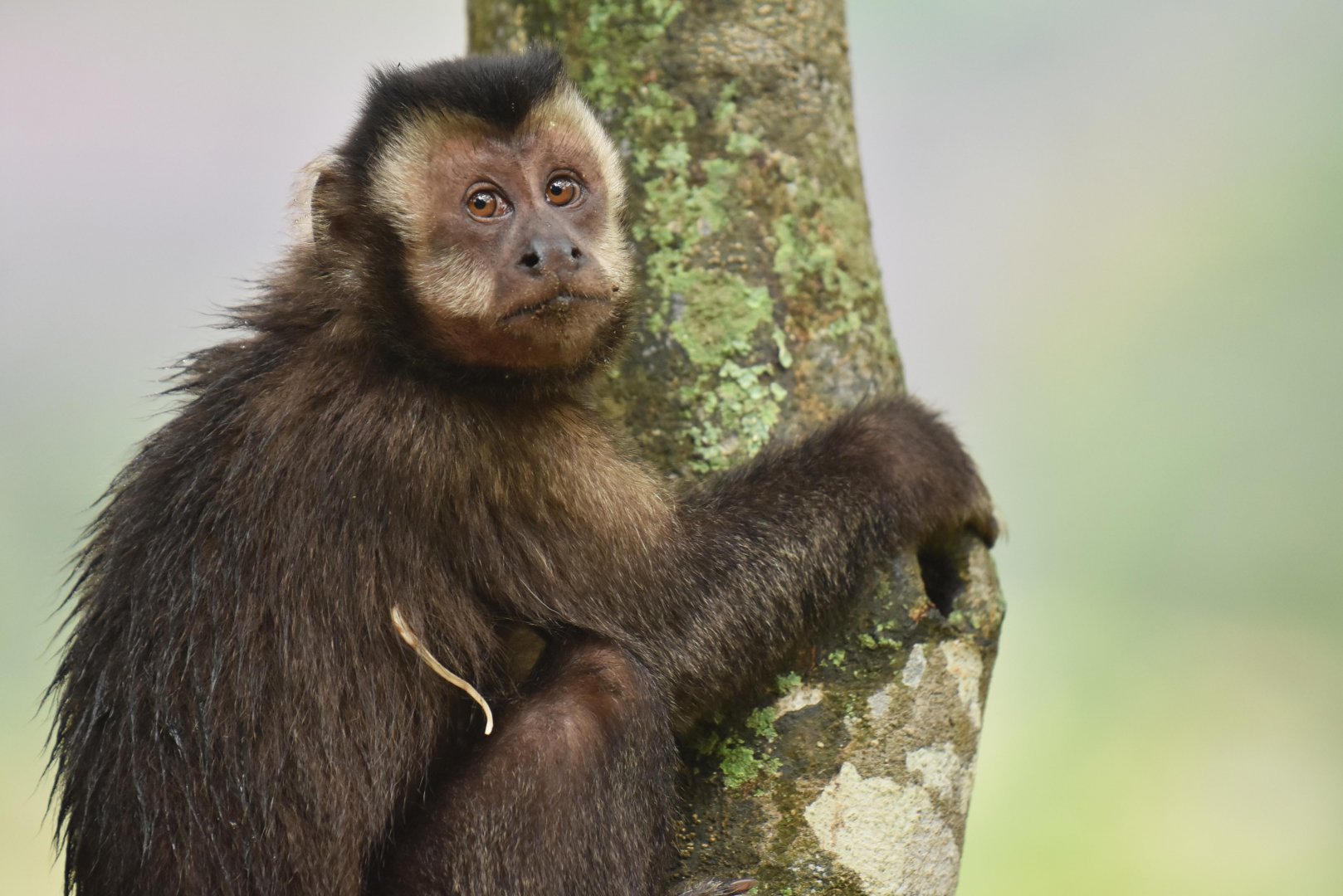 Black capuchin (Cebus nigritus)