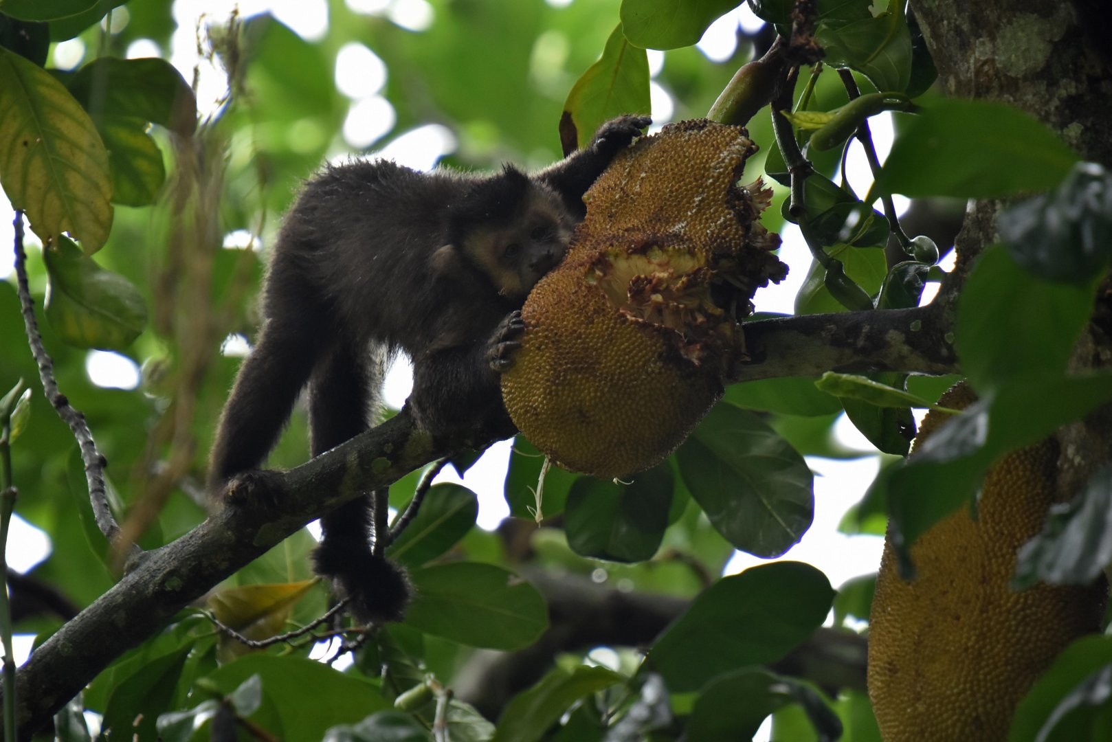 Black capuchin (Cebus nigritus)