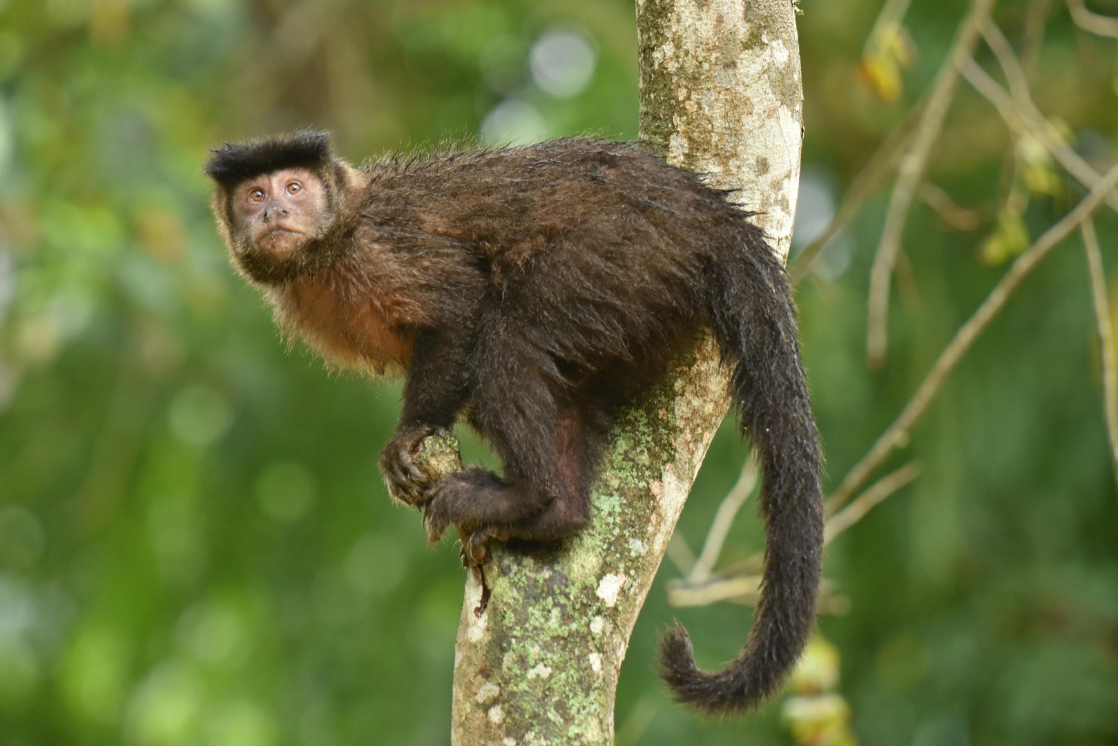 Black capuchin (Cebus nigritus)