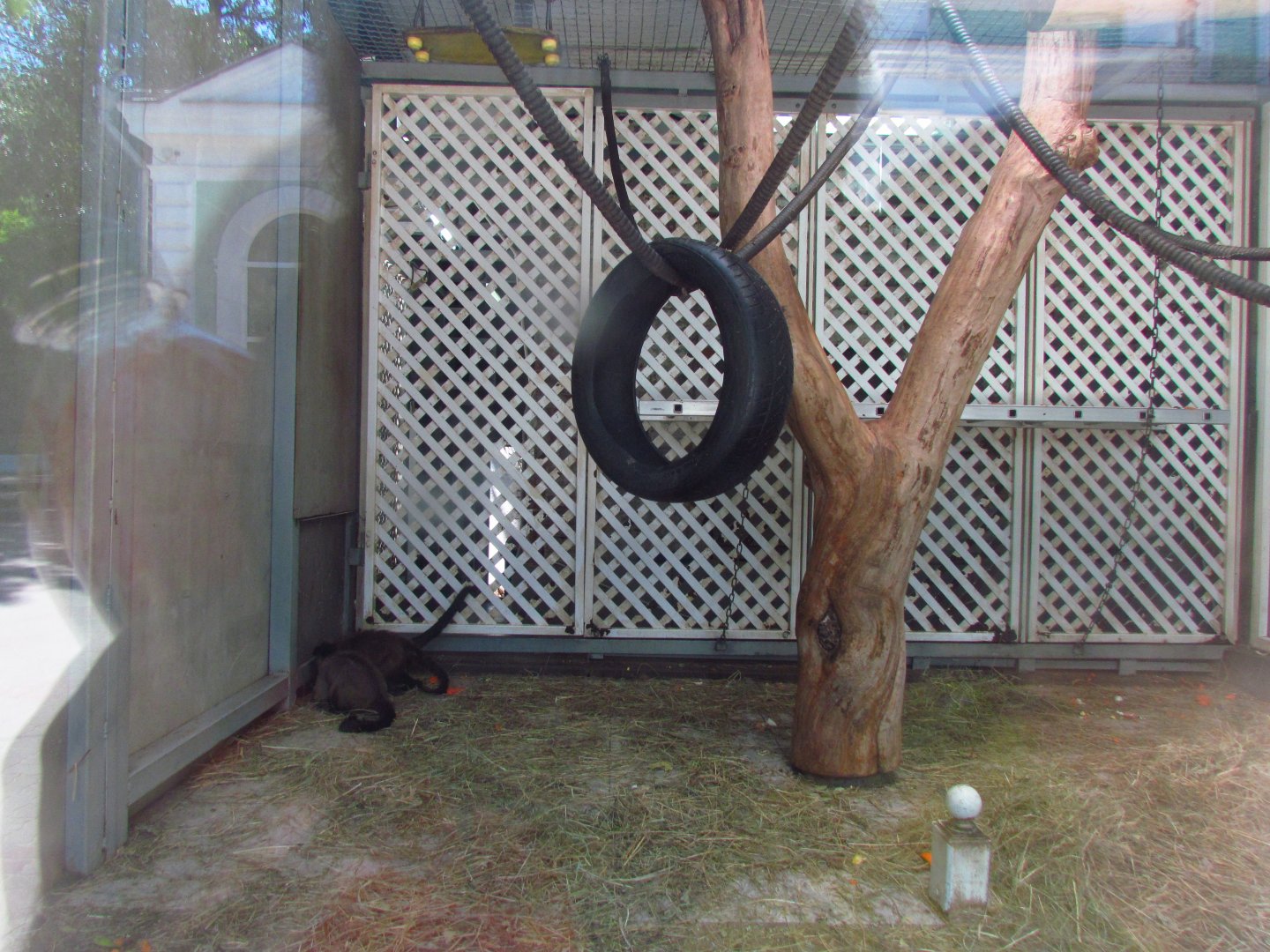 Black capuchin exhibit