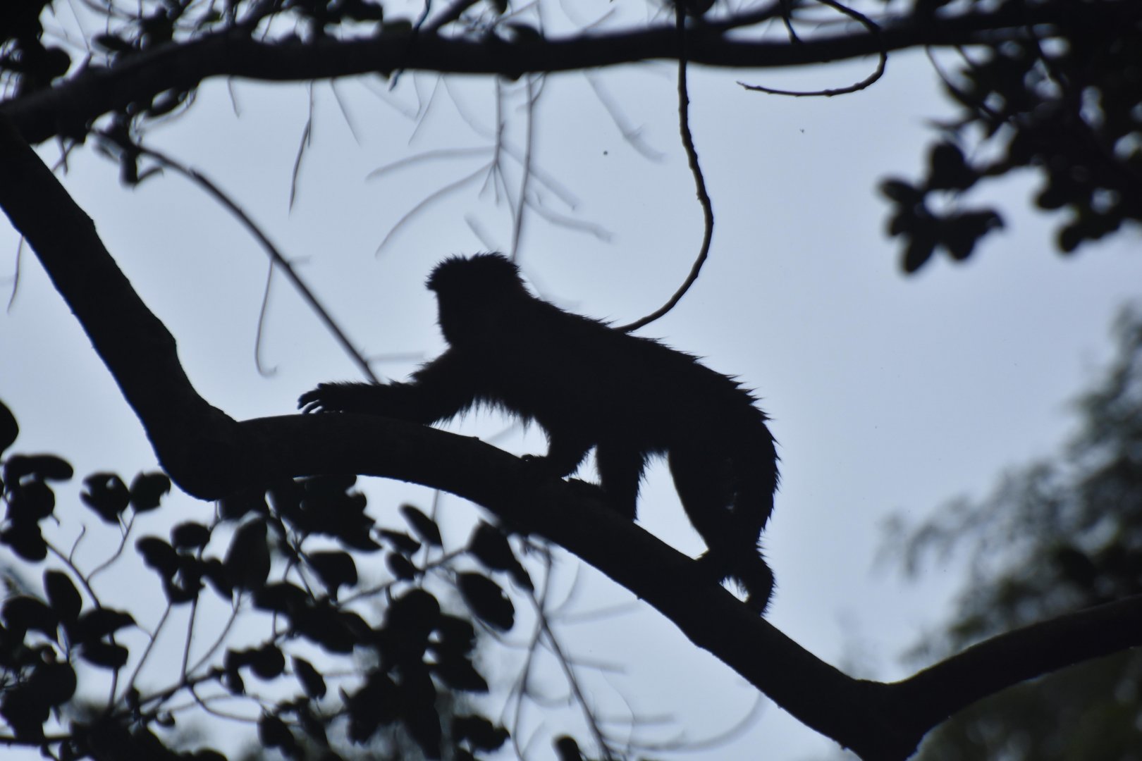 Black capuchin, (Sapajus nigritus)