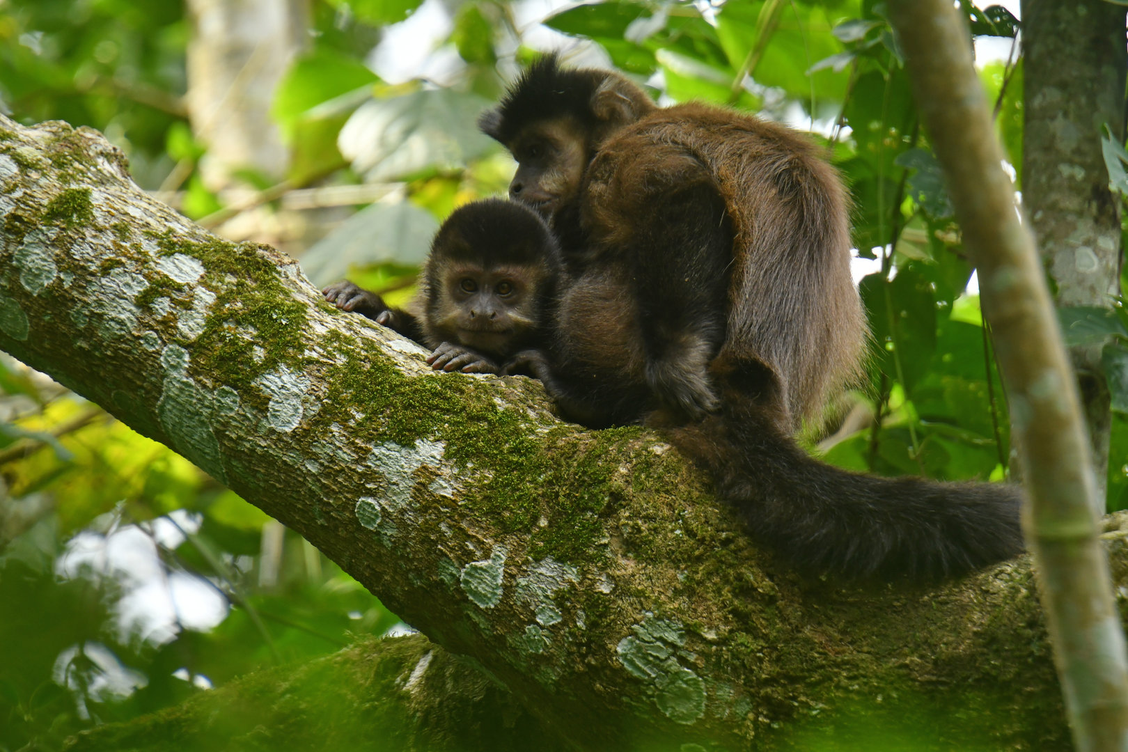 Black capuchin (Sapajus nigritus)