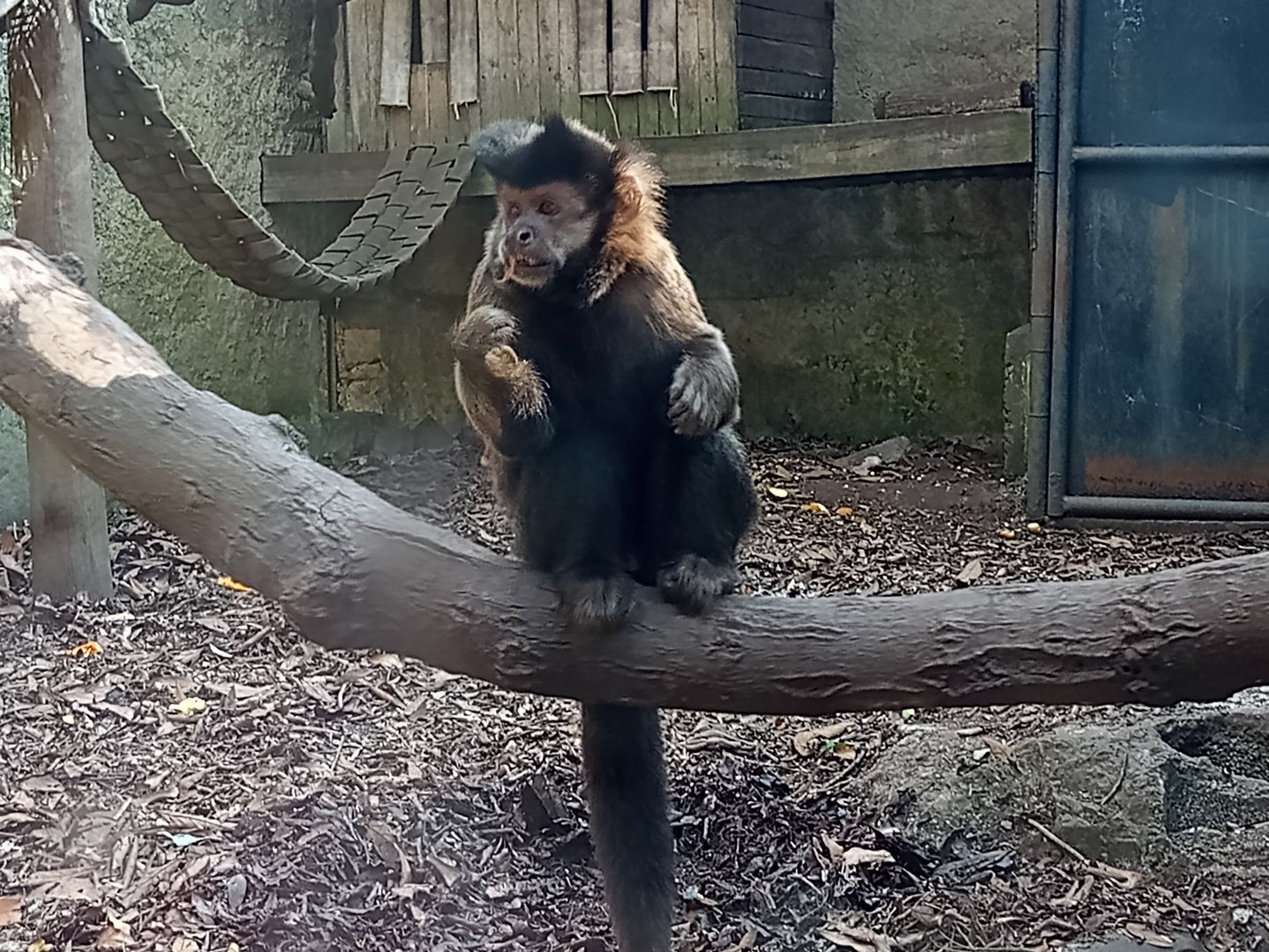 Black capuchin