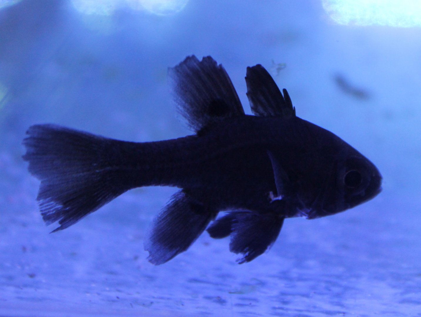 Black cardinalfish - Apagon melas