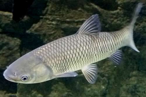 Black Carp