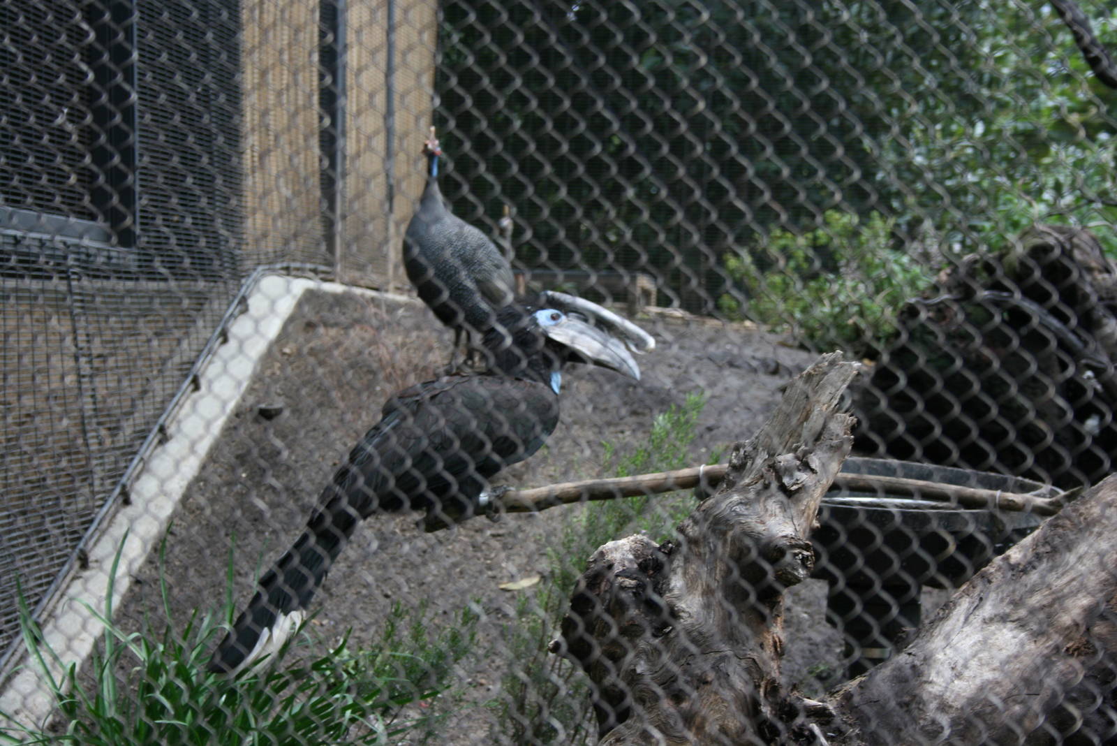 Black-Casqued Hornbill 2-8-09