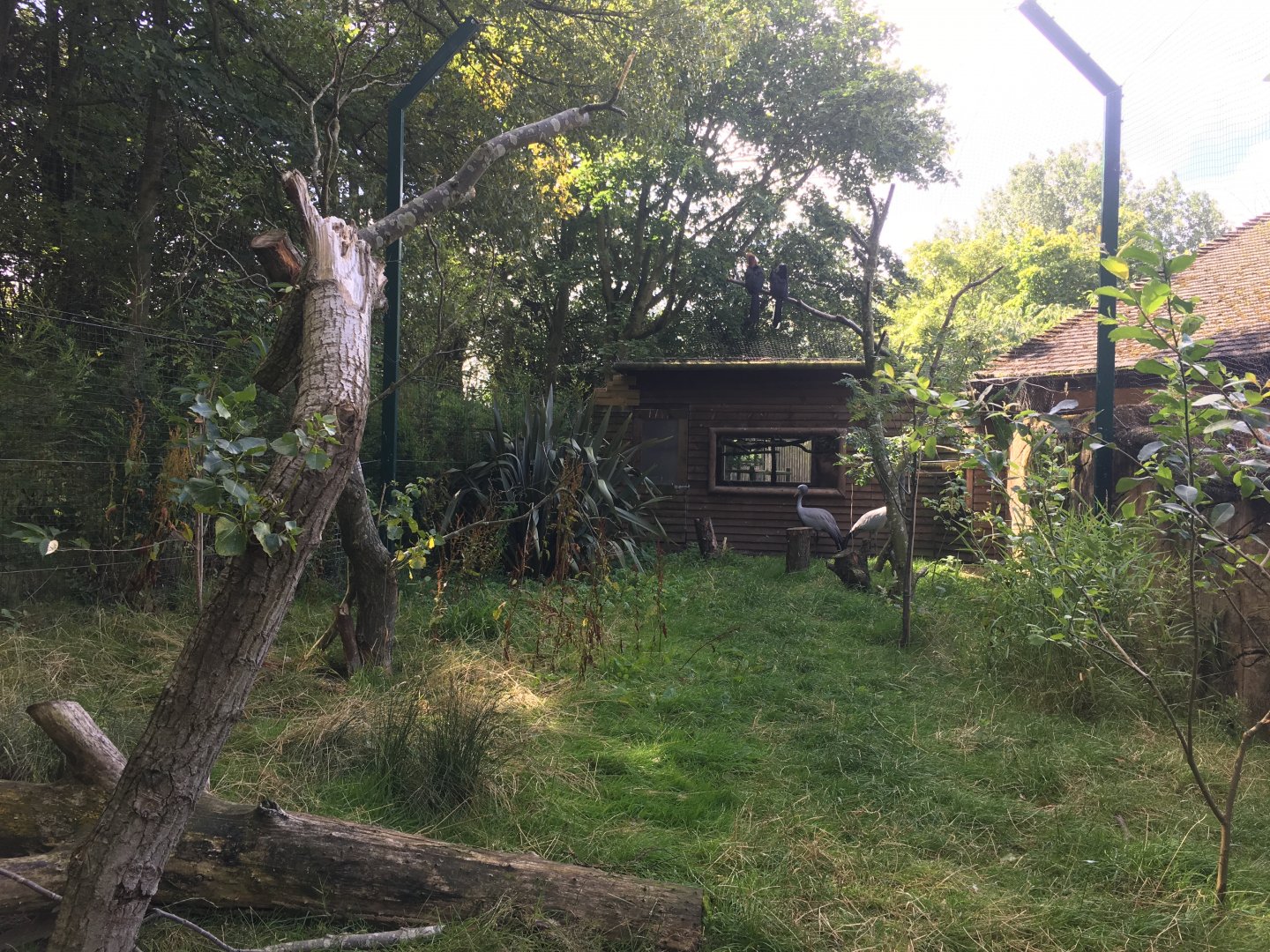 Black-casqued hornbill and Stanley crane enclosure 040817
