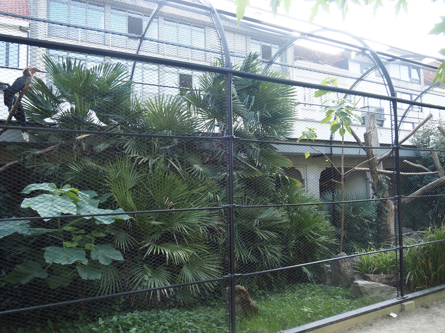 Black-casqued hornbill aviary, 2024-08-28