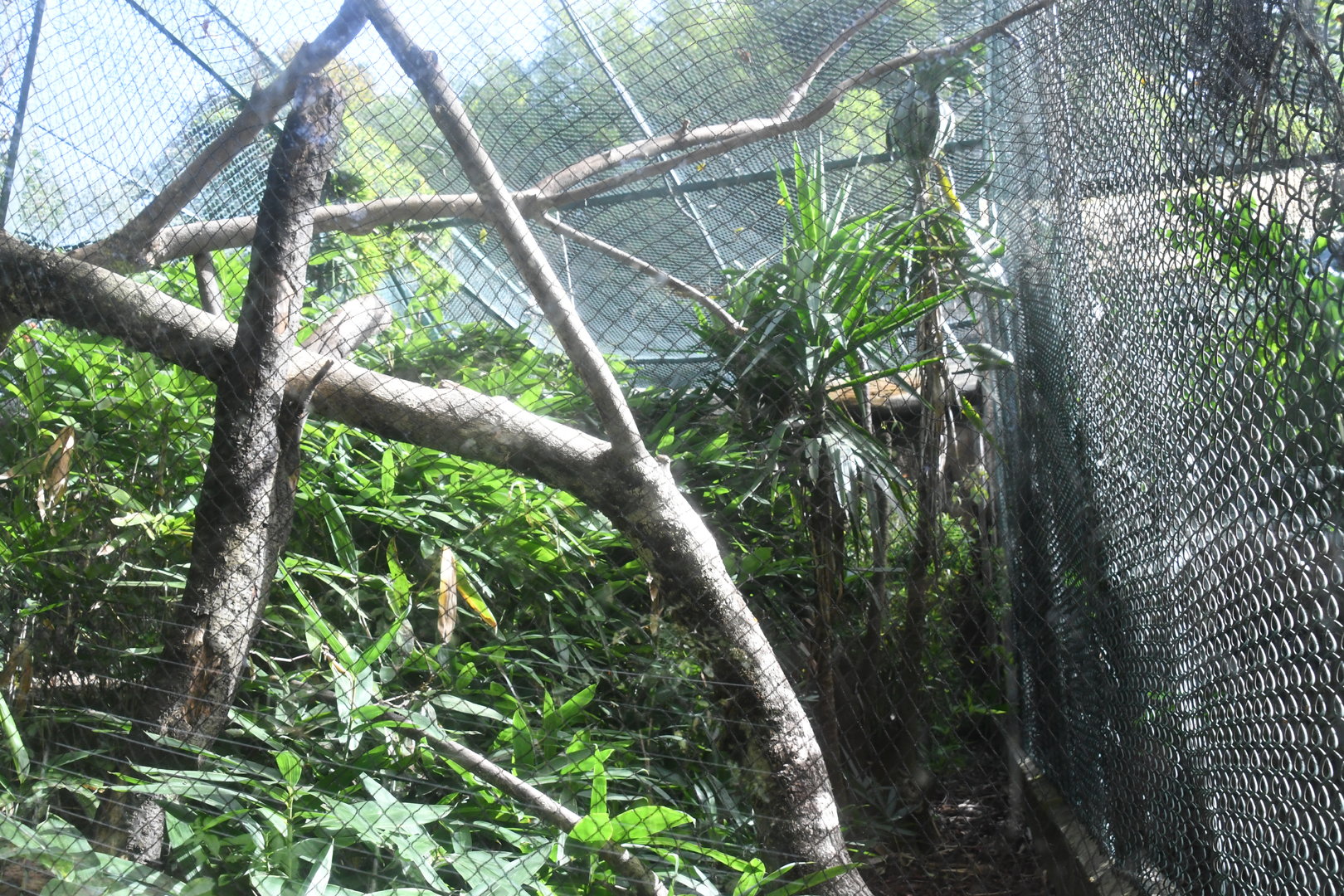 Black-casqued Hornbill Aviary (Zoo Lourosa)