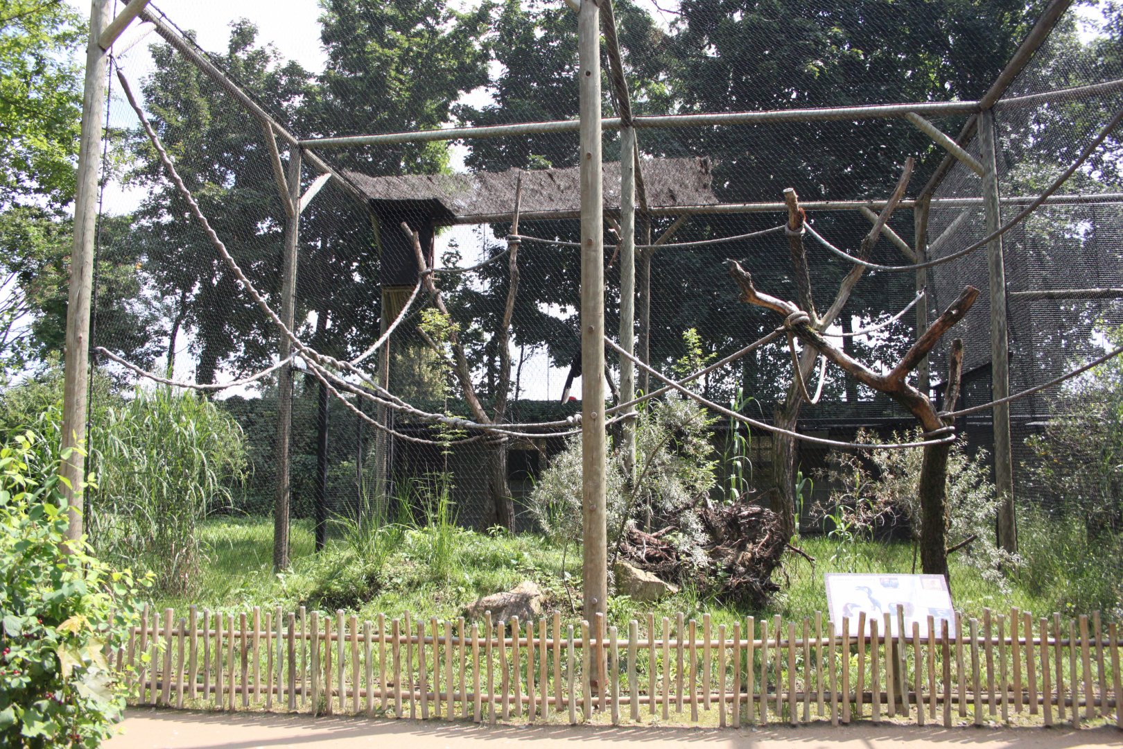 Black-casqued hornbill aviary