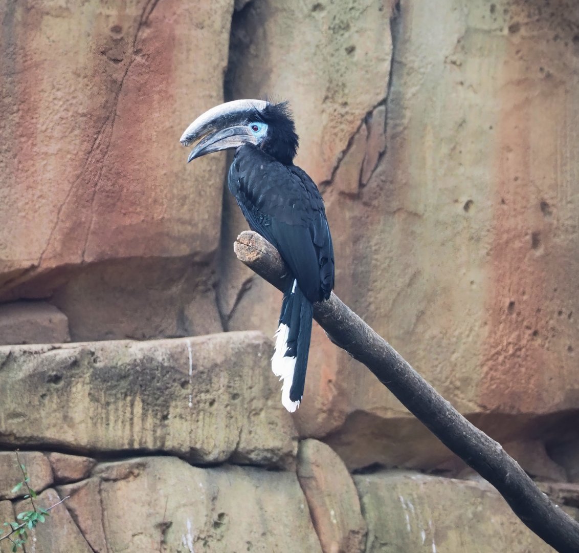 Black-casqued hornbill (Ceratogymna atrata), 2023-04-08