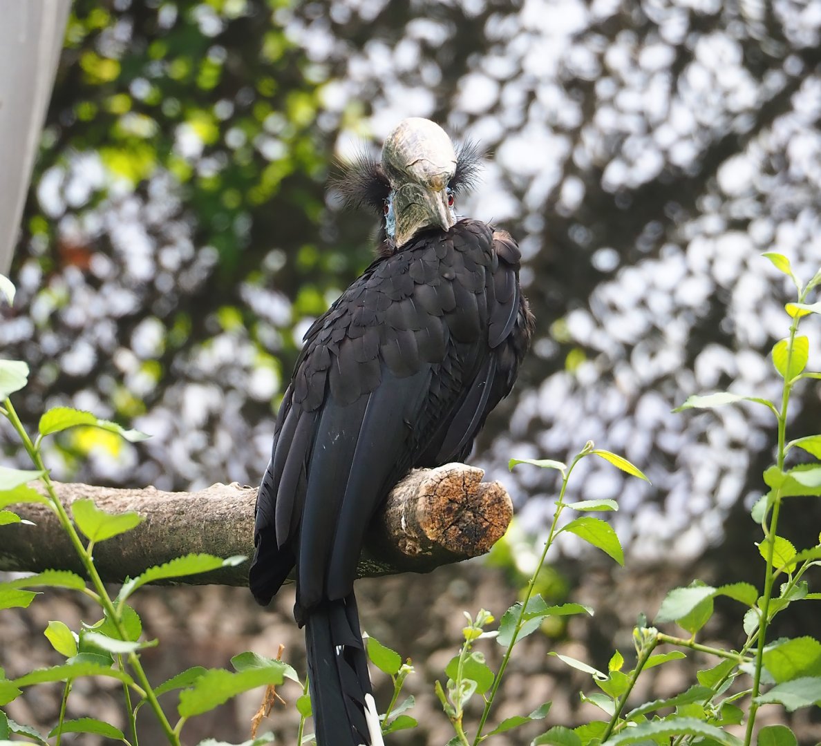 Black-casqued hornbill (Ceratogymna atrata), 2023-07-02