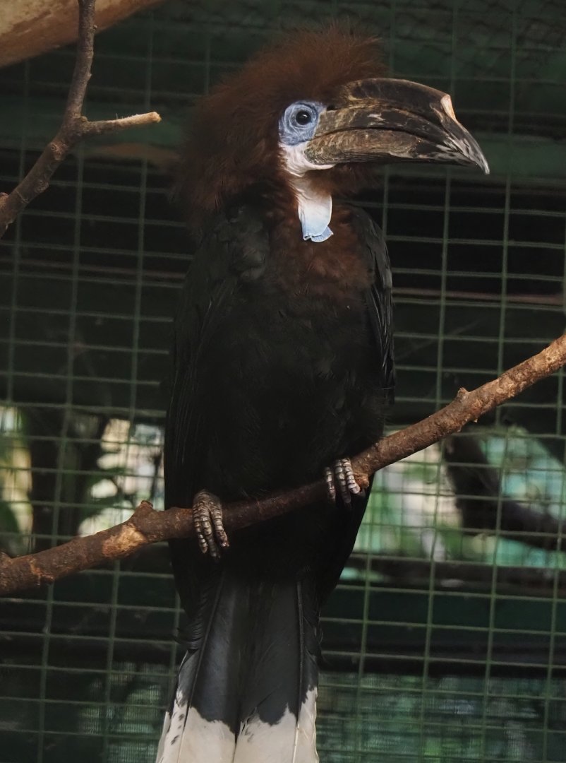 Black-casqued hornbill (Ceratogymna atrata), 2024-05-22