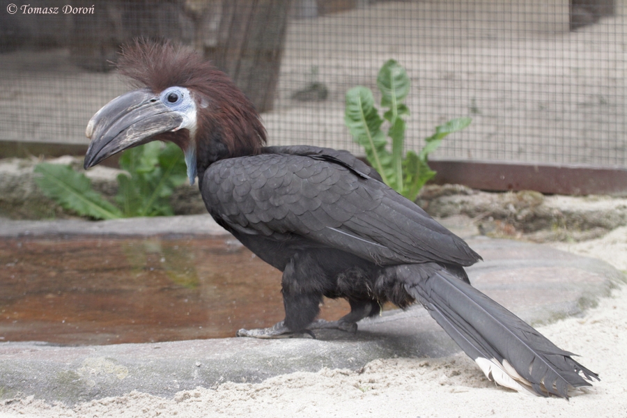 Black-casqued Hornbill (Ceratogymna atrata) - female