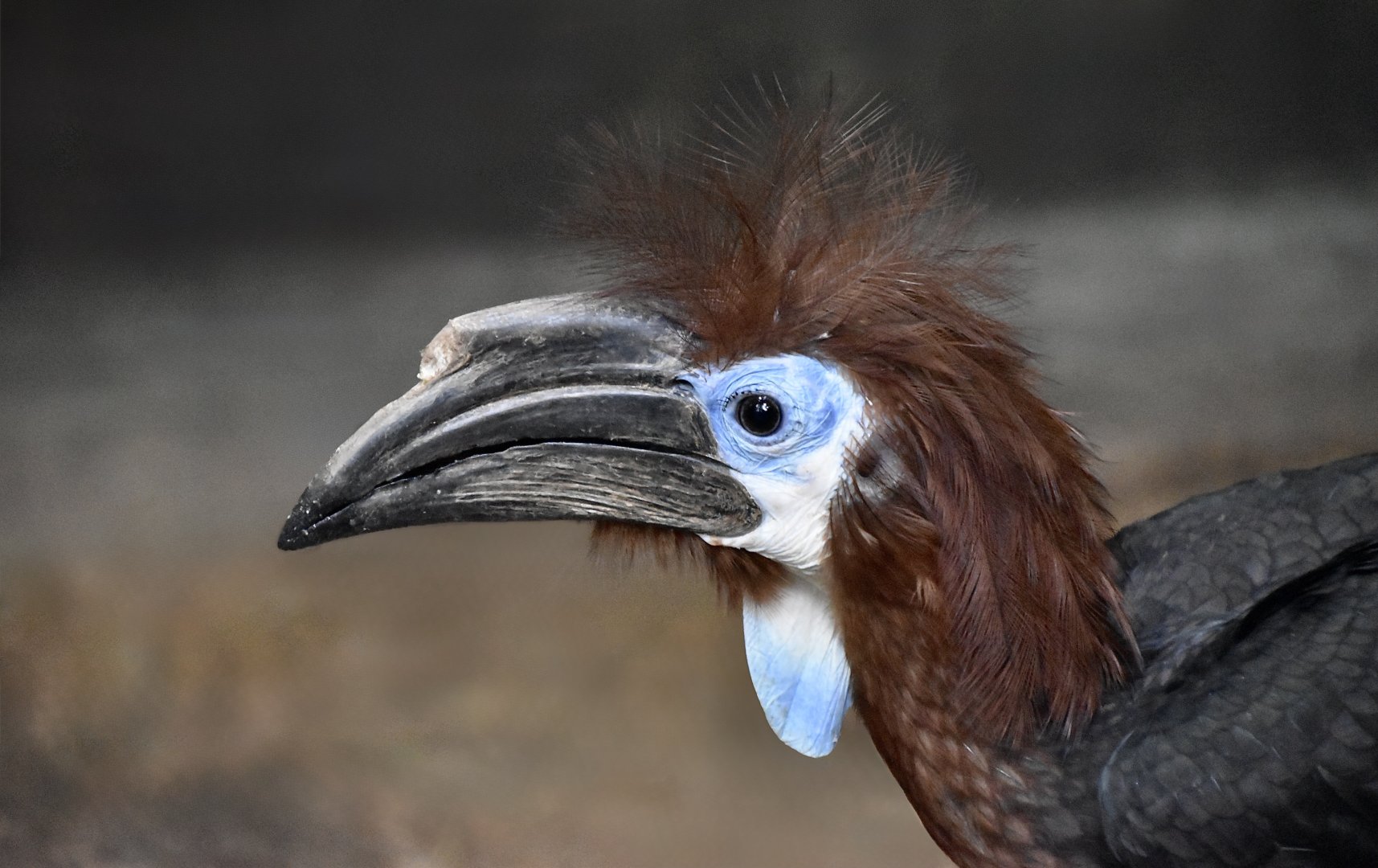Black-Casqued Hornbill (Ceratogymna atrata) female