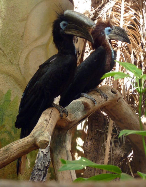 Black-casqued hornbill (Ceratogymna atrata) pair
