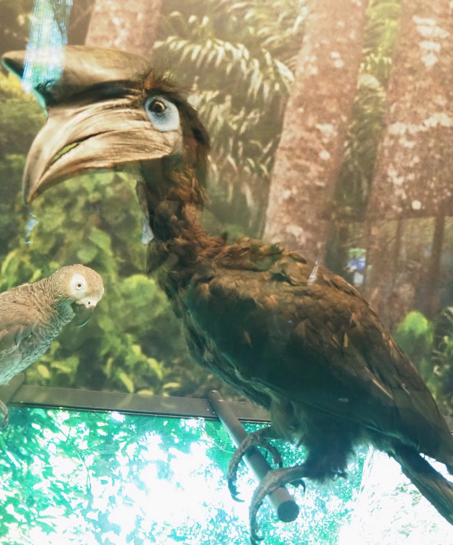 Black-casqued hornbill (Ceratogymna atrata) specimen, 2021-10-20