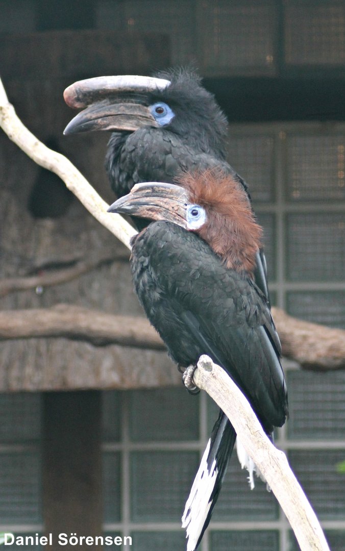 Black-casqued hornbill (Ceratogymna atrata)