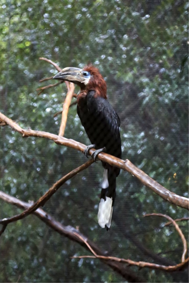 Black-casqued Hornbill (Ceratogymna atrata)